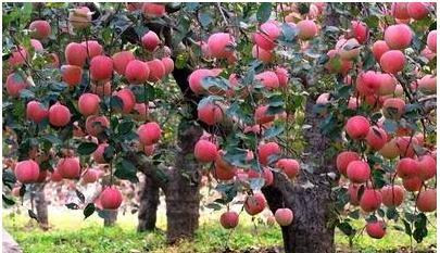 开云电竞_两会将启 刘汉元提案关注农业大数据(图1) 开云电竞