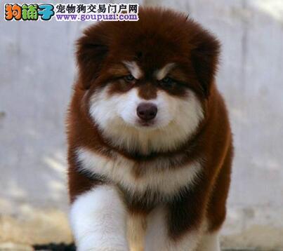 开云电竞官方网站