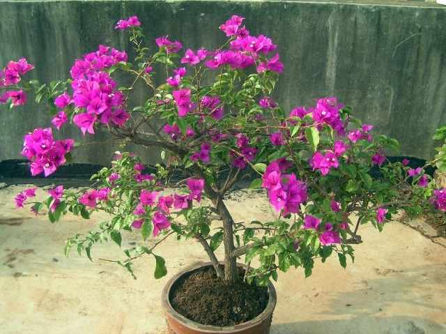 开云电竞官方网站