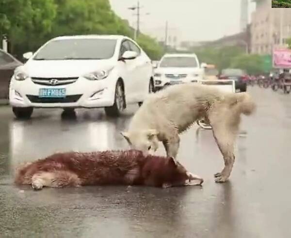 开云电竞官方网站