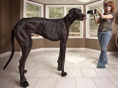 
世界上最大的犬种 最高的和姚明一样高|开云电竞(图2)