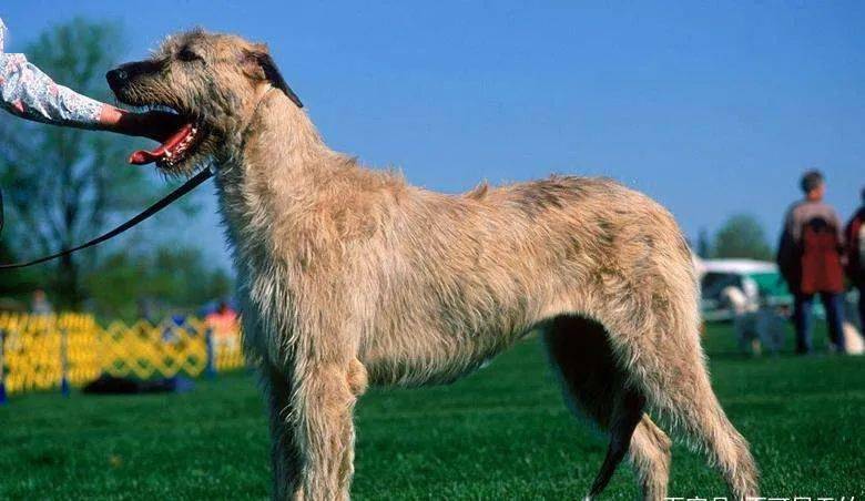 
世界上最大的犬种 最高的和姚明一样高|开云电竞(图9)